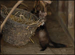 Me and my basket by Monkeygrip