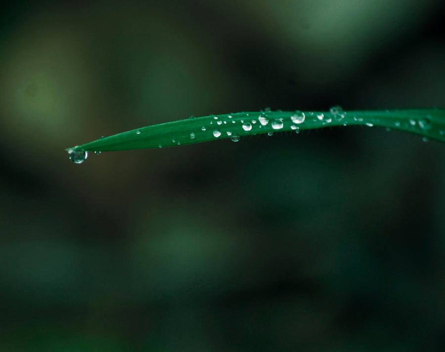 Drops Of Rain