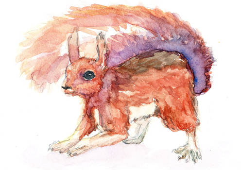 Water color squirrel