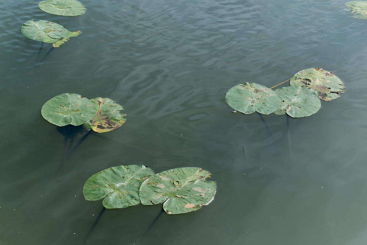 Waterlily