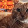 A fluffy cat