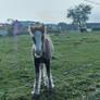 Lil horse