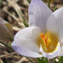 White Flower