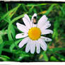 Daisy With Beetle