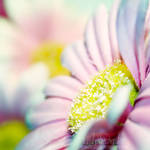 sweet summer garden by TrishaMonsterr