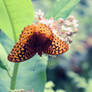 butterfly summer