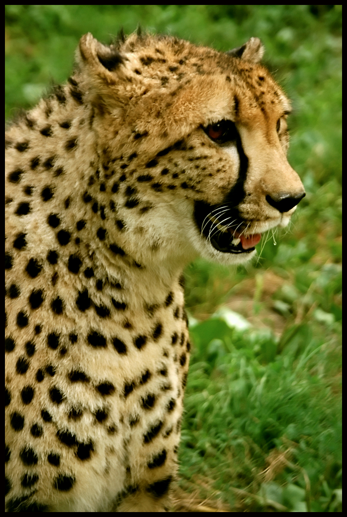 Cheetah