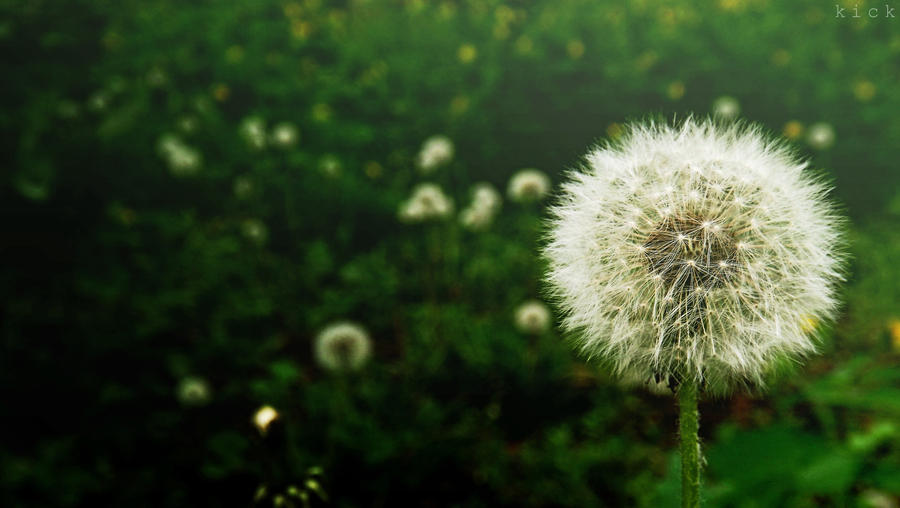 A field of dandelions