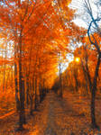 Orange autumn by SawyerAFK