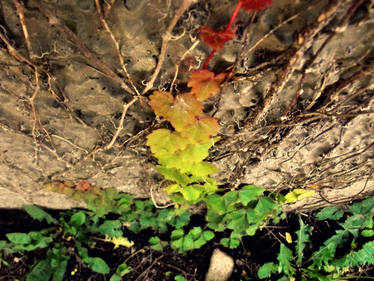 Rainbow Plant