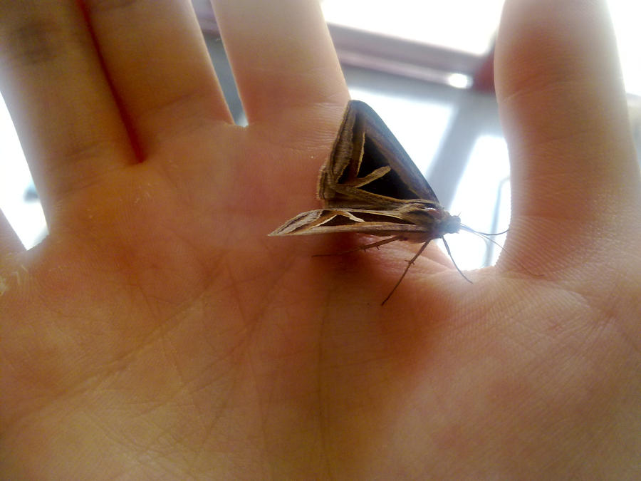 moth