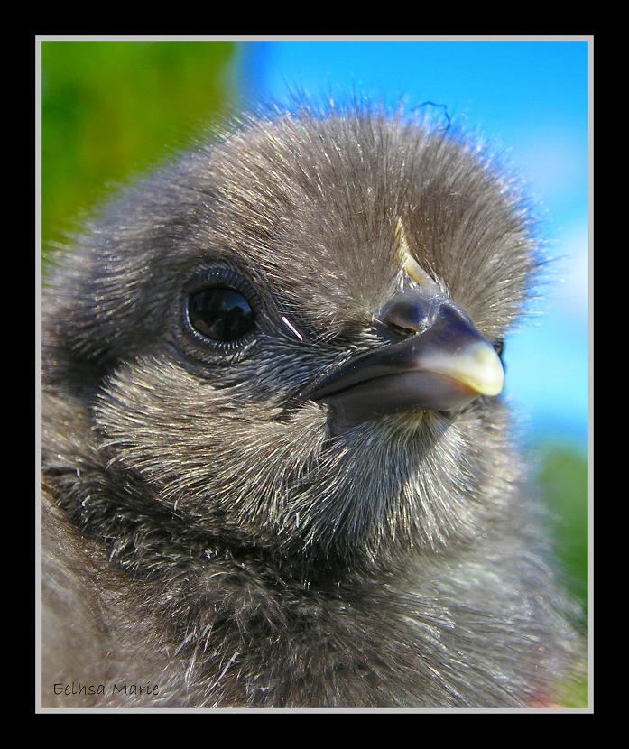 Baby Silkie II