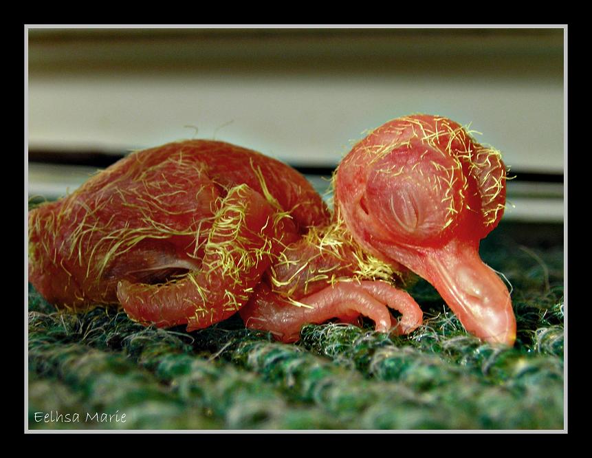 Baby Albino Ringneck Dove I