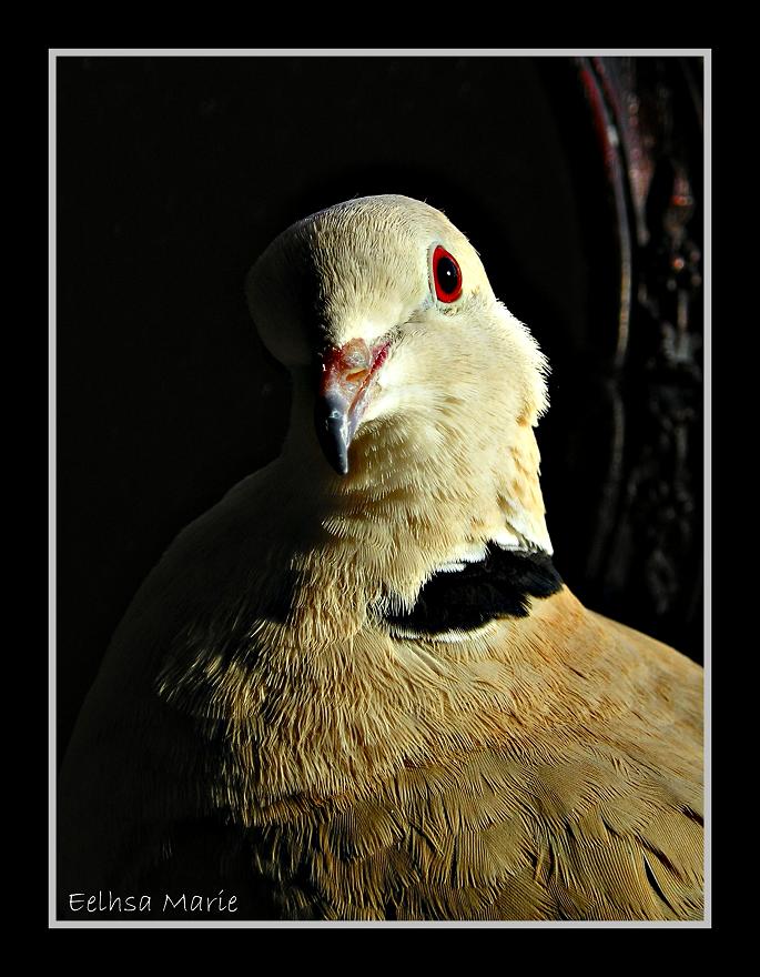 Adult Ringneck Dove VI by eelhsamarie Adult Ringneck Dove VI by eelhsamarie