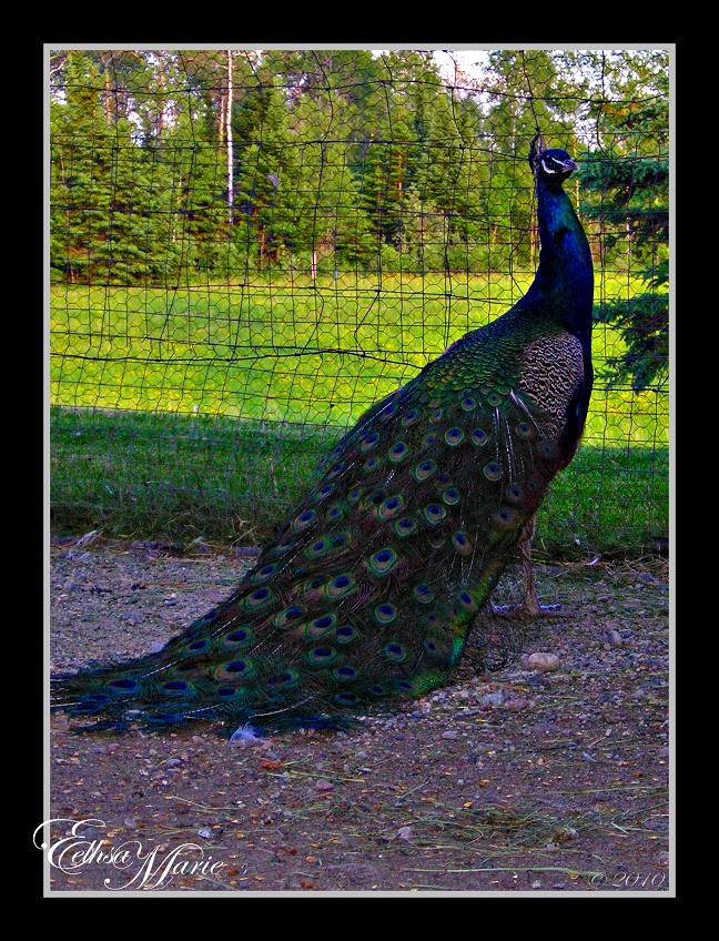 Pretty Peacock I