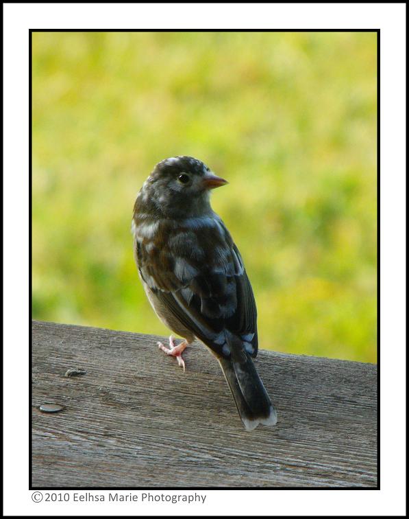 Leucistic Dark-Eyed Junco I