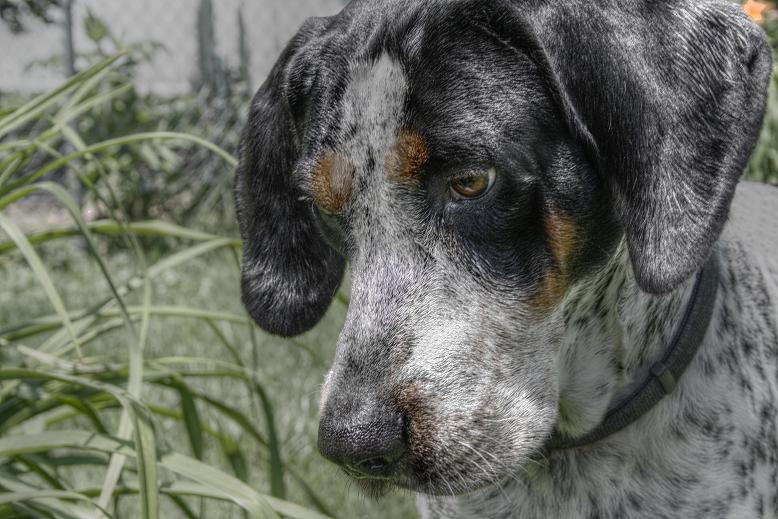 Blue Tick Hound