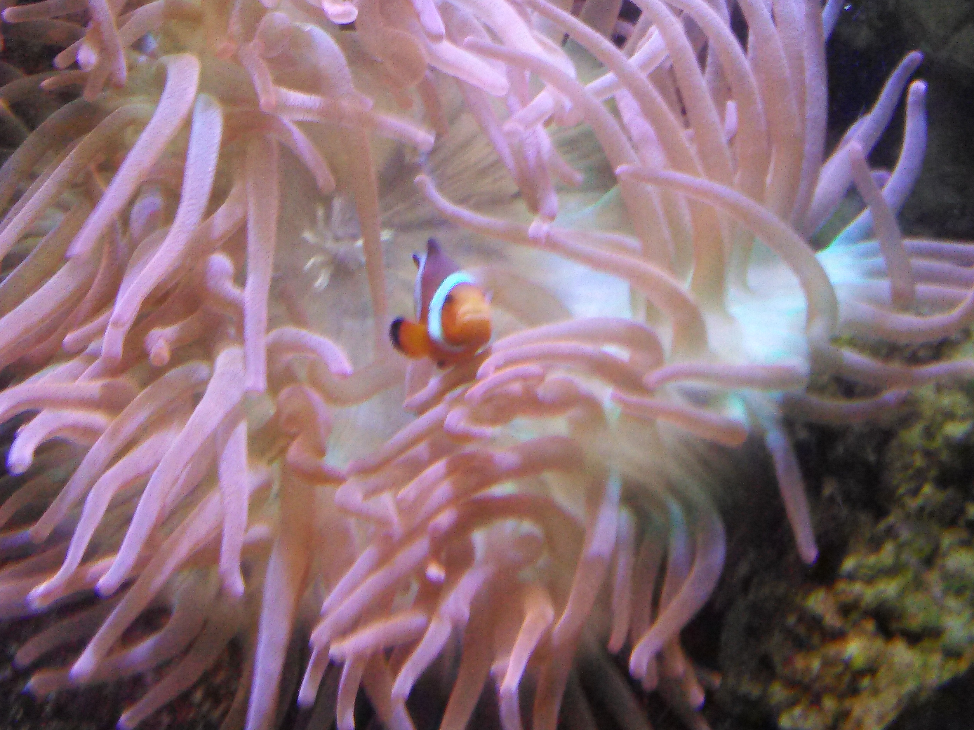 Clownfish