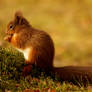 Red Squirrel