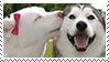 dog couple