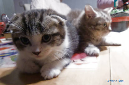 Scottish Fold and Scottish Straight kitten