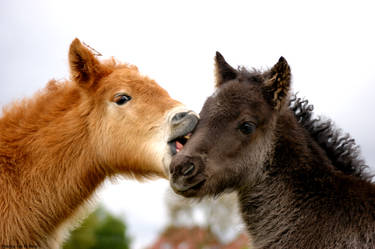 Icelandic Foals