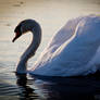 Swan