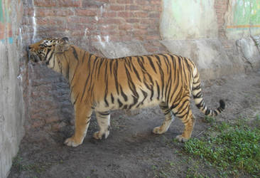 Bengal Tiger Frame