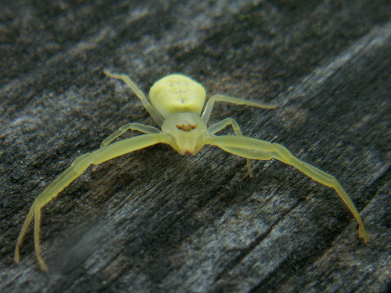 Tiny Green Spider