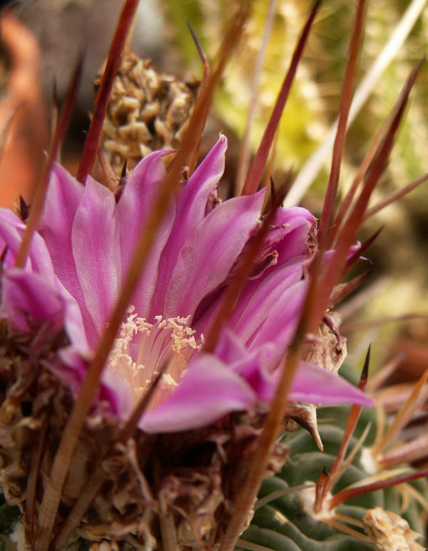 Cactus Flower and Thorns