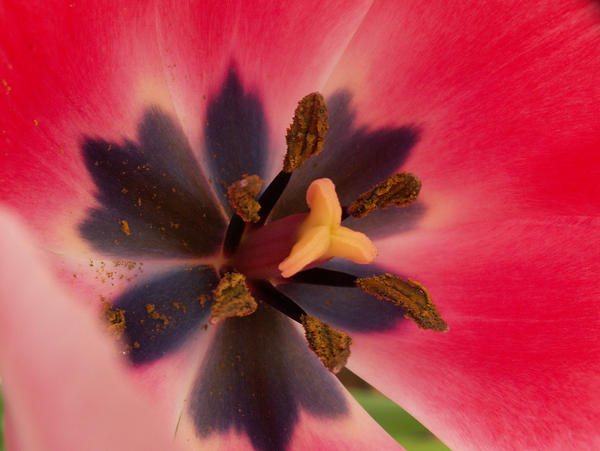 A Tulip Exposed