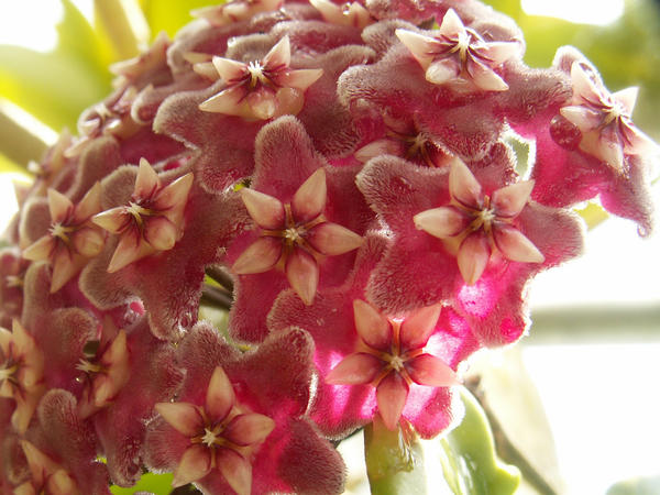 Hoya Blossom