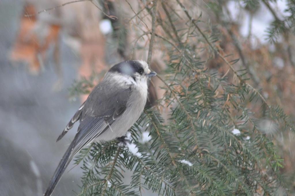 Canada Jay