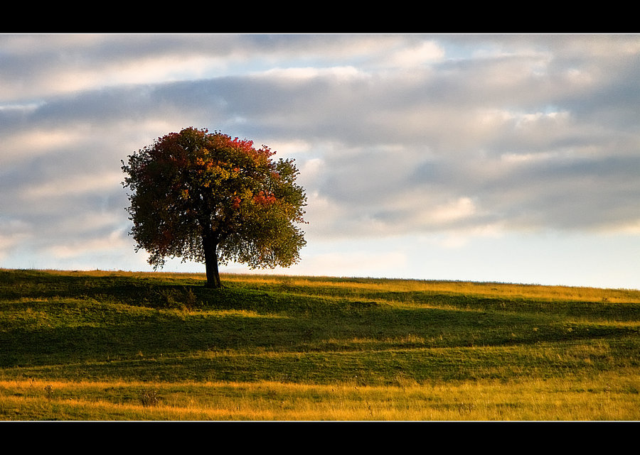 The Wishing Tree by iustyn