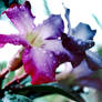 after the rain