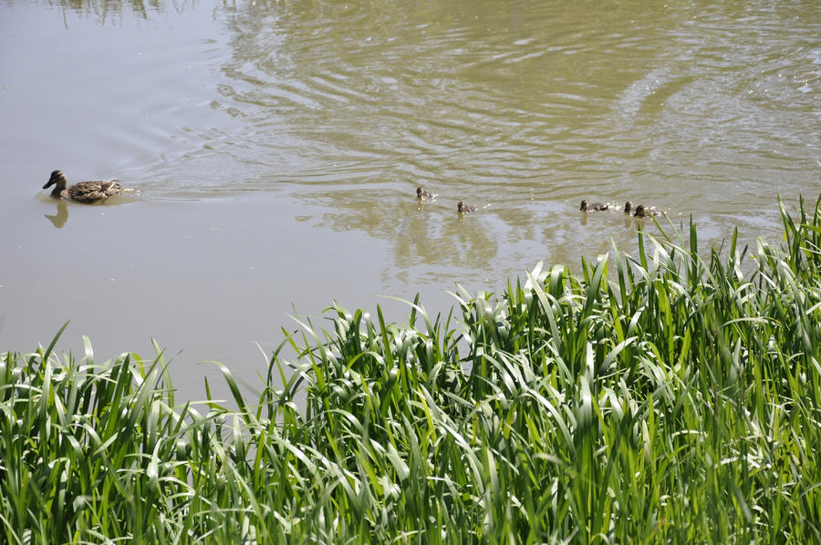 duck family