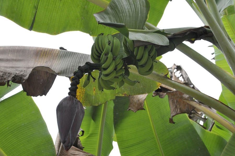 Growing banana