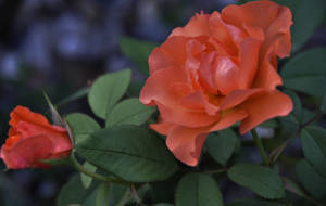 Garden roses