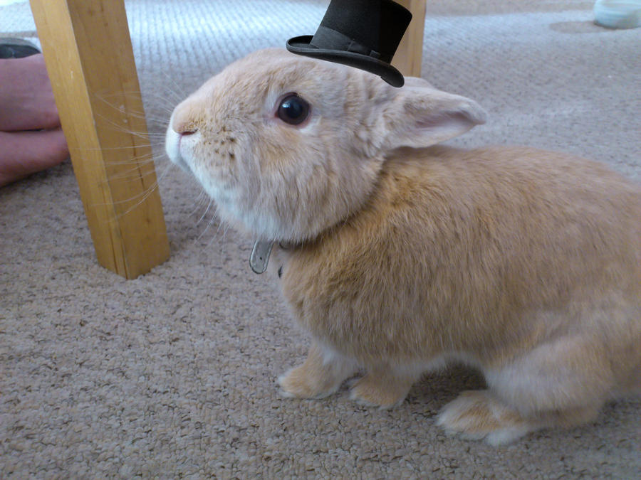 Deviantart Sir Rabbits Sir Bunny by SugarDropSparkle on DeviantArt