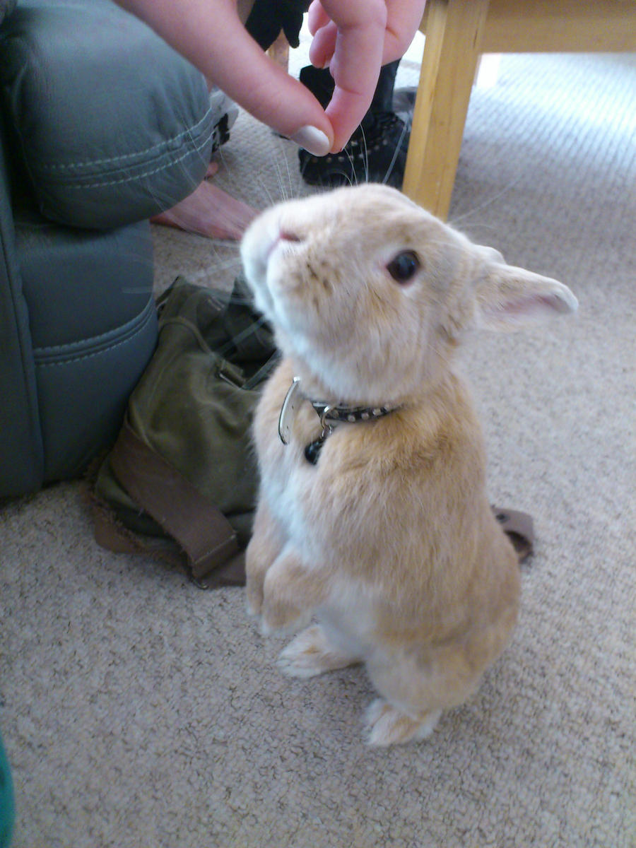 Whiskey Bunny - Please give me chocolate drops!