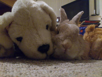 Whiskey Bunny - Snuggles with Andrex