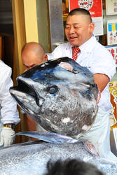 Blue Fin Tuna