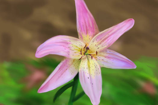 Pink Lilly