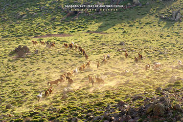 mustang herd