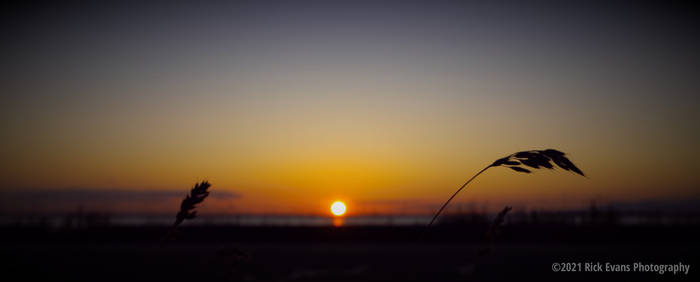 Sunset Grains