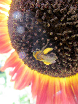 Sunny Bee