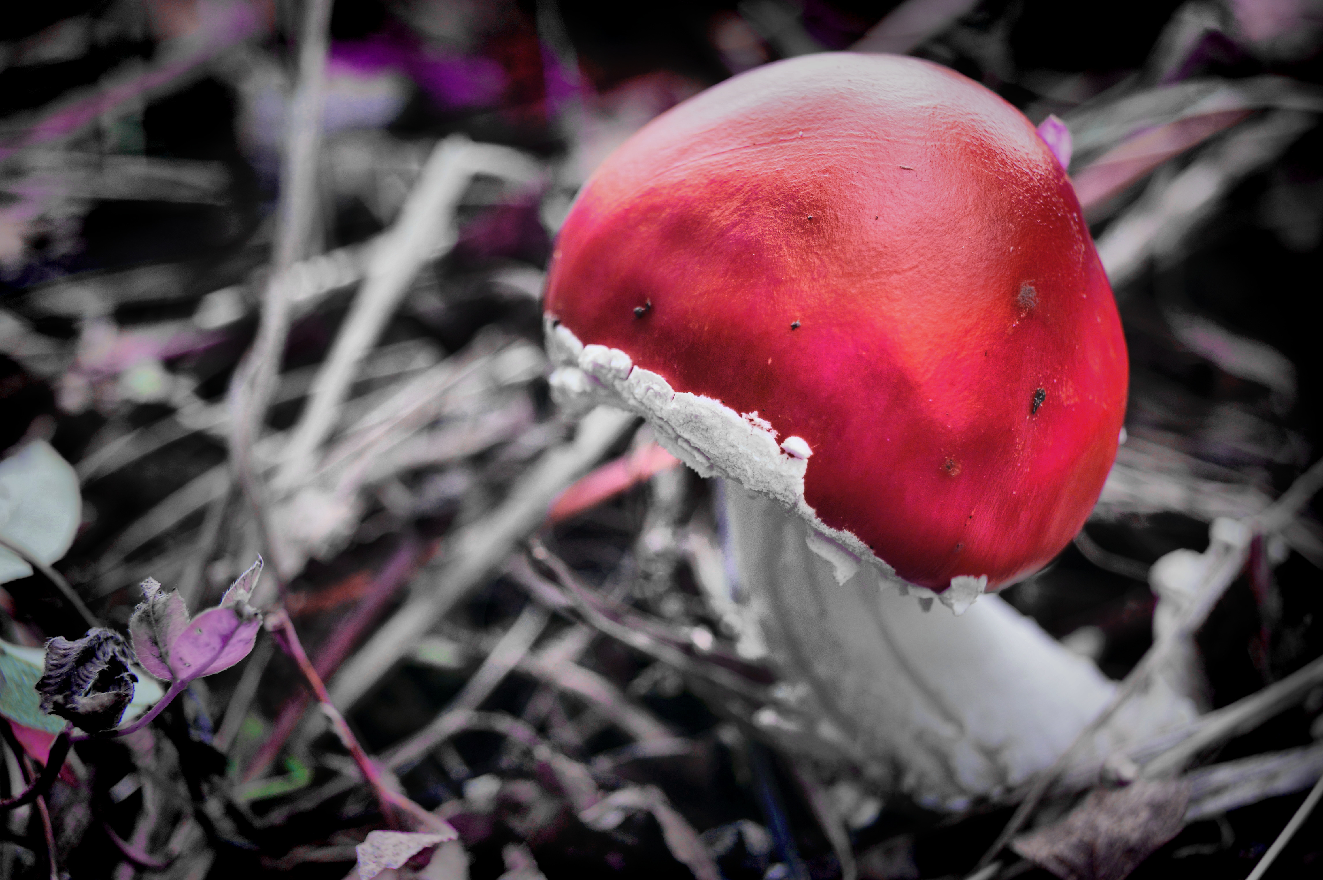 magic mushroom