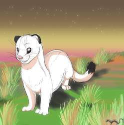 Ermine :3