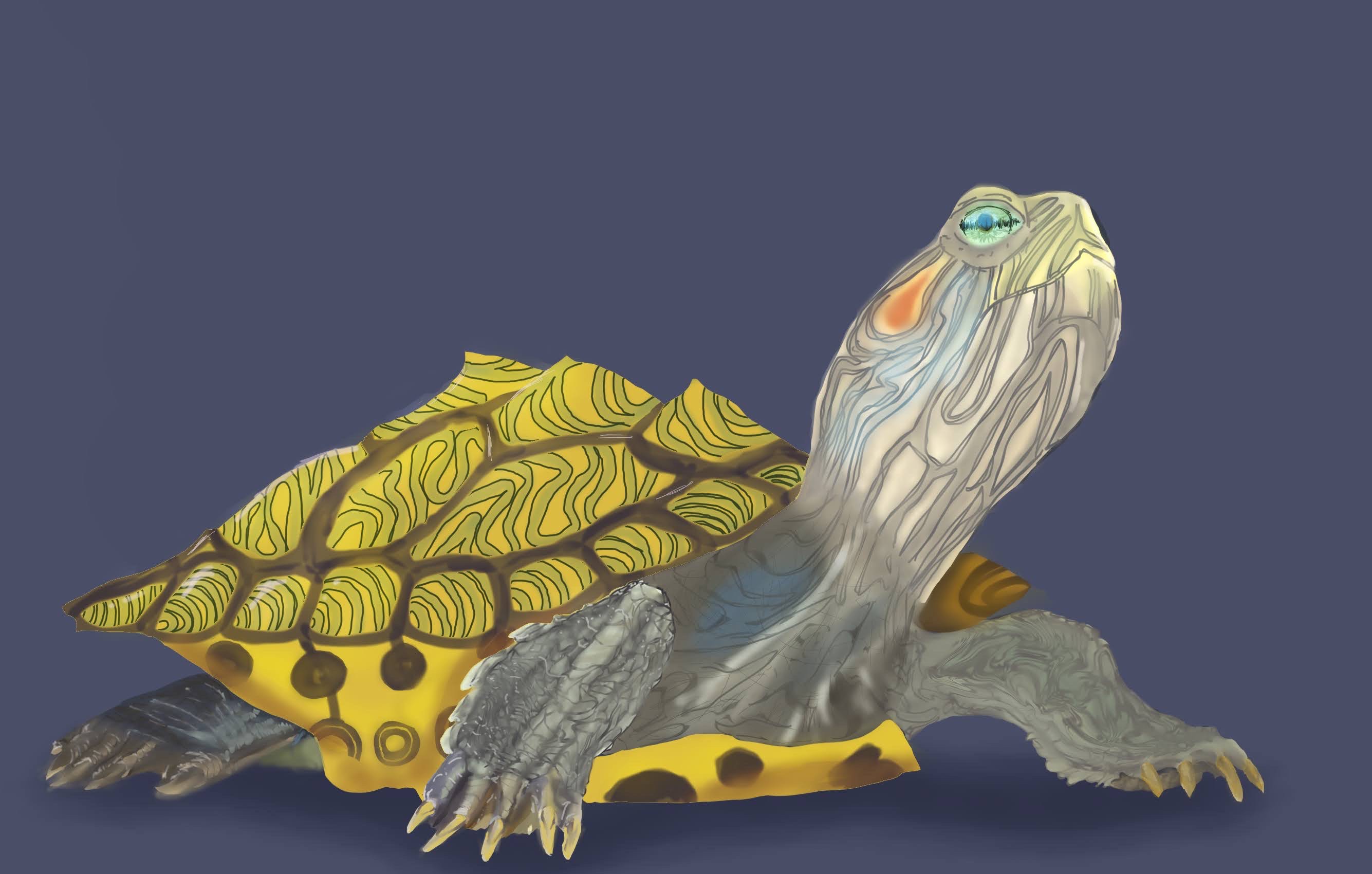 Yes, Another Turtle by AgentFergus on DeviantArt