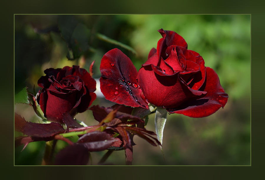 Maroon roses by Arevik777 on DeviantArt